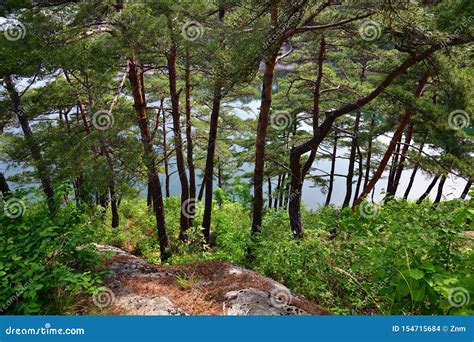 Cen Rio Norte Coreano Floresta Coreana Vermelha Do Pinho Foto De Stock