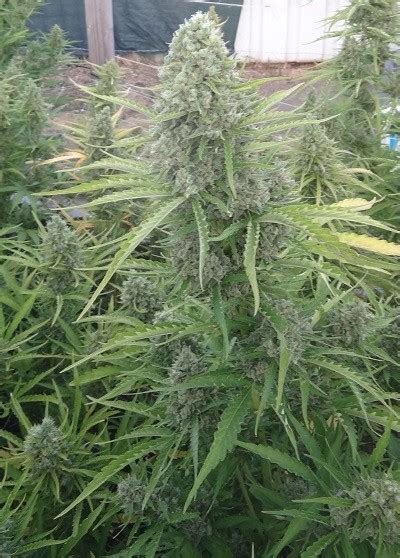 Malawi X Nl Auto Feminized Ace Seeds Annibale Seedshop