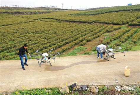 对门山村：春耕春管正当时 植保无人机作业忙龙场镇茶园进行