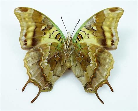 Charaxes Antamboulou Female Aureus Butterflies Insects