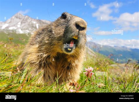 Alpine Marmot Marmota Marmota Showing Its Teeth Austria Tyrol