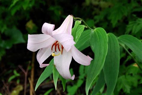 Lillium japonicum | Растения