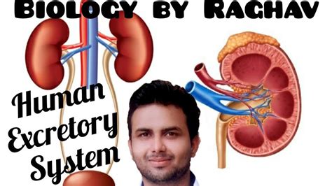 Human Excretory Systemchapter 191class 11 Youtube