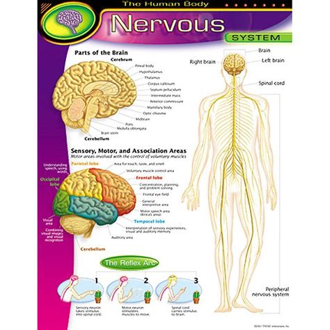 Chart Nervous System Human Body Nervous System Nervous System