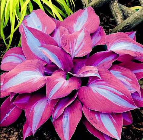 Purple Hosta Plant Seeds 100 Seeds Etsy