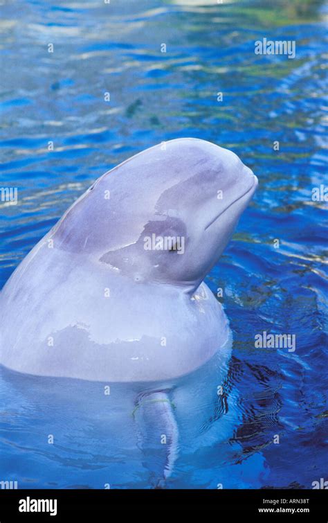 Beluga Whale, Vancouver Aquarium, British Columbia, Canada Stock Photo ...