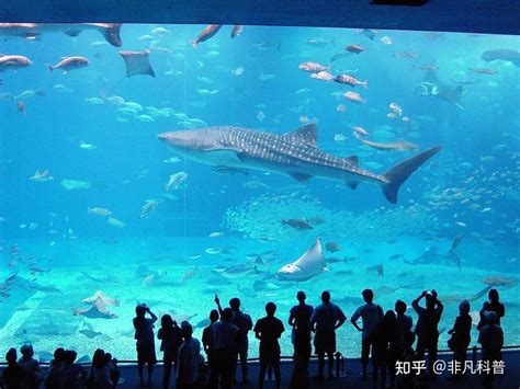 世界上最大的10个水族馆你参观过几个 知乎