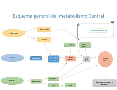 Esquema General Del Metabolismo Central Pdf