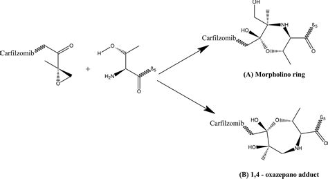 Subjektiv Grenze Hausarbeit carfilzomib mechanism of action Schätzen ...