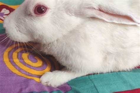 How To Take Care Of A Rabbit After Neutering Or Spaying