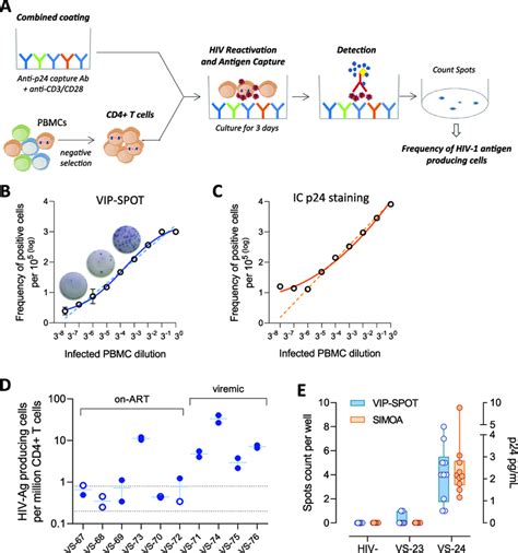 Viral Protein Spot Vip Spot Assay Detection Of Hiv P Production