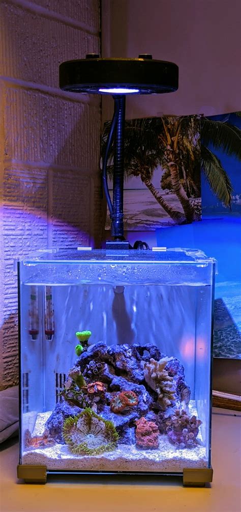 Gallon Office Pico Reef Pico Reef Journals Nano Reef Community