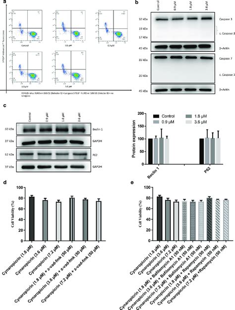 Evaluation Of Apoptosis And Autophagy In Amo Cells Treated With