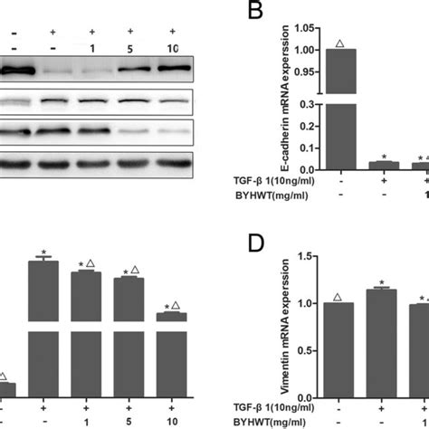 Inhibition Of Tgf Induced Emt And Colleage Accmulation By Byhwt In