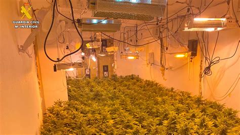 Aspe Desmantelada una plantación de marihuana indoor con más de 495