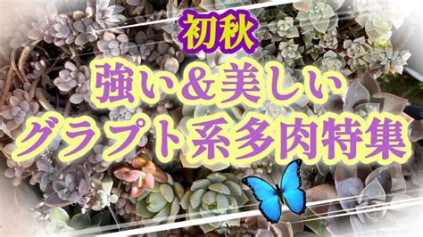 【多肉植物】初秋💜強く美しいグラプト系多肉特集🎶💖🏵️途中蝶々が乱入🦋素敵な雰囲気🦋🦋🦋見てほしい🎉 Youtube