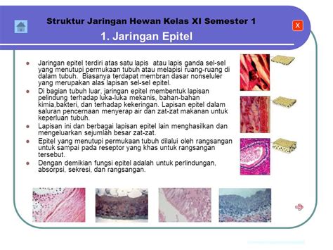 Ppt Jaringan Hewan Kelas Xi