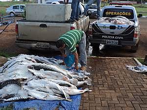 G Mais De Uma Tonelada De Pescado Irregular Apreendida Em Mt