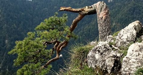 Pieniny Konserwacja Z Amanej Sosny Z Sokolicy Drzewo Trafi Na Wystaw