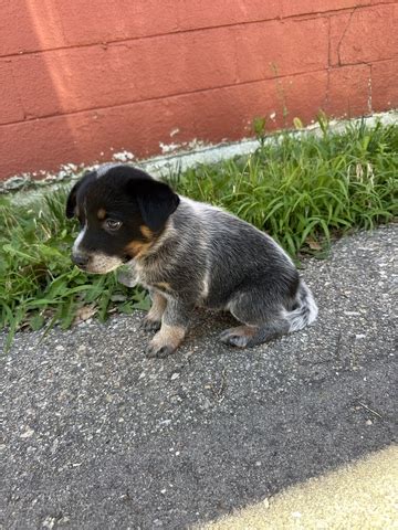 Blue Heeler Puppies Nex Tech Classifieds