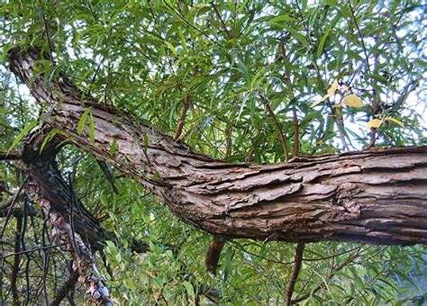 Black Willow Tree Bark