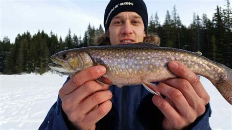 Lake Lucille Brook Trout Ice Fishing In Whistler Bc