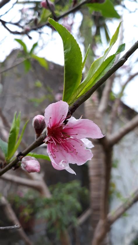 Pink Pudar Buah Persik Yang Foto Gratis Di Pixabay Pixabay