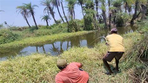 Tortoise Small Rohu Fishes Catching By Fisherman In Village Pond Best