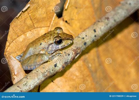 Tropical Frog Corcovado National Park Costa Rica Stock Image Image