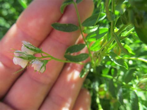 Growing Lentils (plants forum at permies)