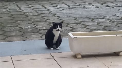 Mãos Amigas Olha que linda gatinha COS TV