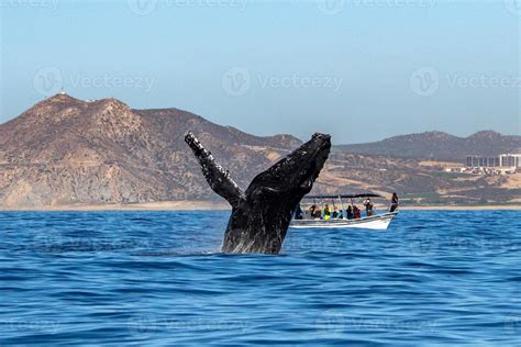 humpback whale breaching 17367446 Stock Photo at Vecteezy