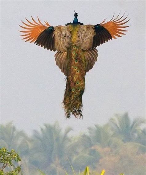 Peacock Wings Spread Spread Your Wings And Fly Reference Pinterest