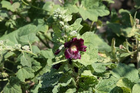 Garten Navi Schwarze Stockrose Alcea Rosea Var Nigra