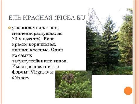 ДЕКОРАТИВНЫЕ ХВОЙНЫЕ РАСТЕНИЯ Семейство Сосновые Род Ель (Picea)