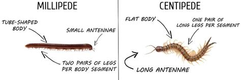 Millipede Vs Centipede