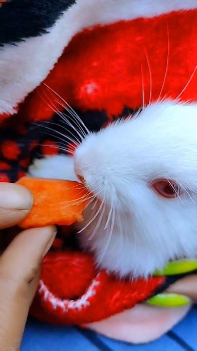 Cute Rabbit 🐇🐇🐰🐰 Youtube