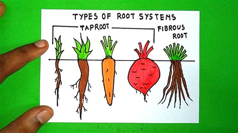 Tap Root Diagram