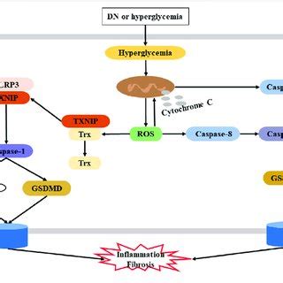 Potential Mechanism Of Pyroptosis In The Pathogenesis Of DN