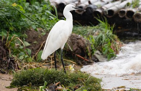 Days Birding Safari In Uganda Wild Visit Uganda