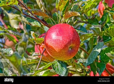 Idared Apple Hi Res Stock Photography And Images Alamy