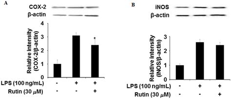 Figure 2 Effect Of Rutin On Lps Induced Expression Of Cox 2 A And