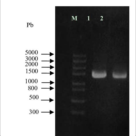 Growth Kinetic Of The Bacterial Strain Sp49f2 On 2 Of Crude Oil Vv