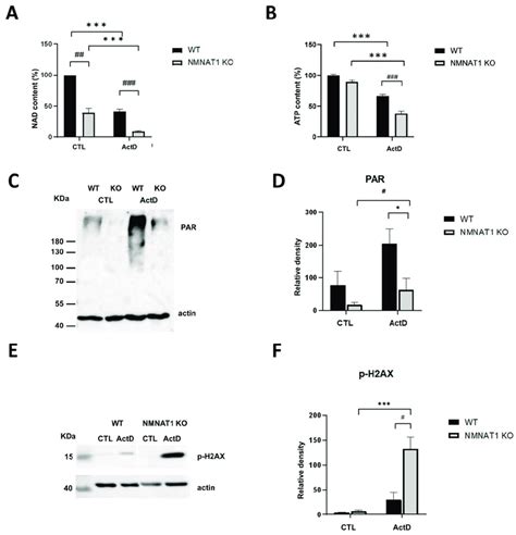 Low nuclear NAD + inhibits PARylation-dependent DNA repair. Total NAD ...