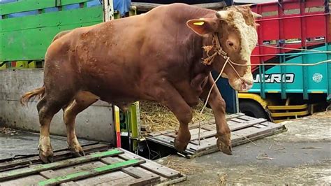 SAPI MONSTER MAU TERBANG TURUN DARI TRUK YouTube