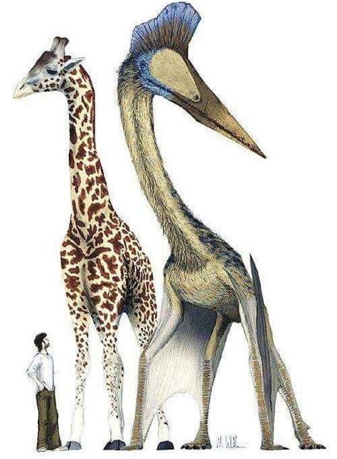 Quetzalcoatlus Size Comparison Gag