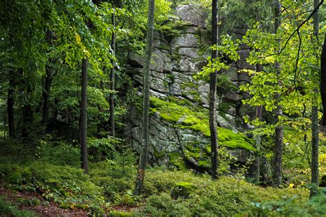 a rainy day in the forest on Behance