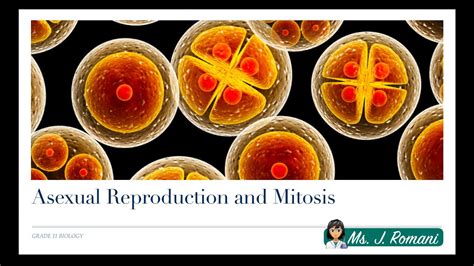 Lesson Video Asexual Reproduction And Mitosis Youtube