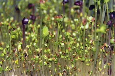 Cómo cultivar brotes en casa con garantías El Correo