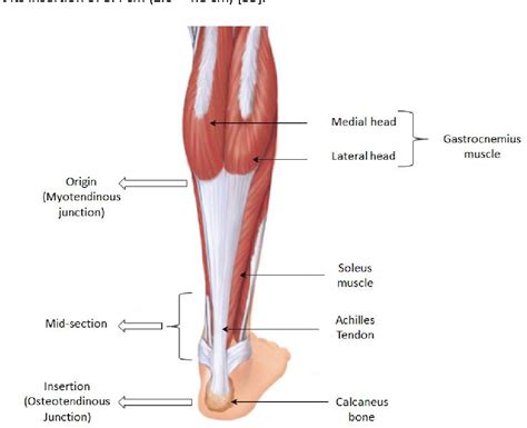 Figure 2 From Influence Of Age And Pathology On Achilles Tendon Properties Under Functional